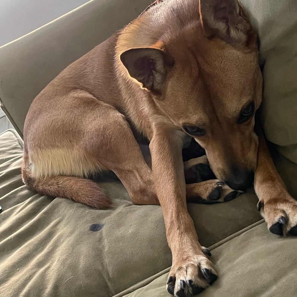 Puppy Warning - Picture 3 of 7